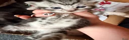 Bengal cats for sale: Grey tabby/bengal kitten  - Advert 12