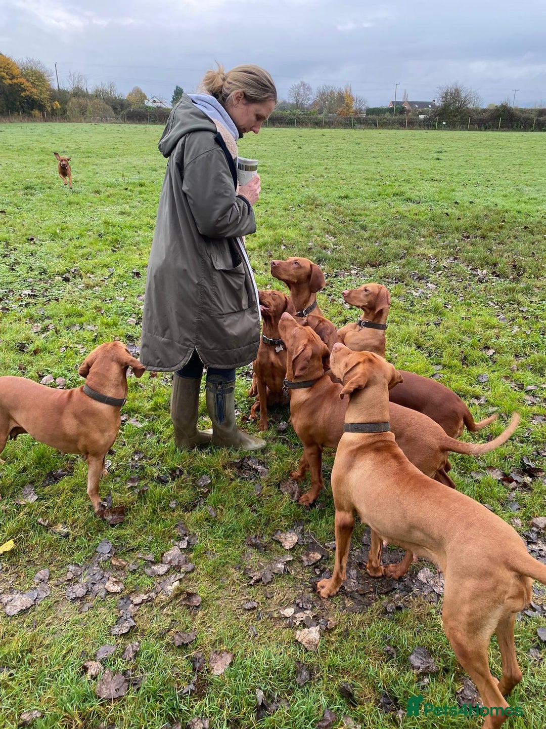 Hungarian Vizsla dogs for sale: KC Reg Hungarian Vizsla Puppies-Imported Lineage - Image 9