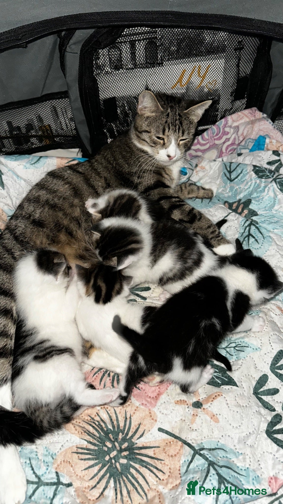 American Shorthair cats Premium-quality American shorthair 🐾 - Advert 2