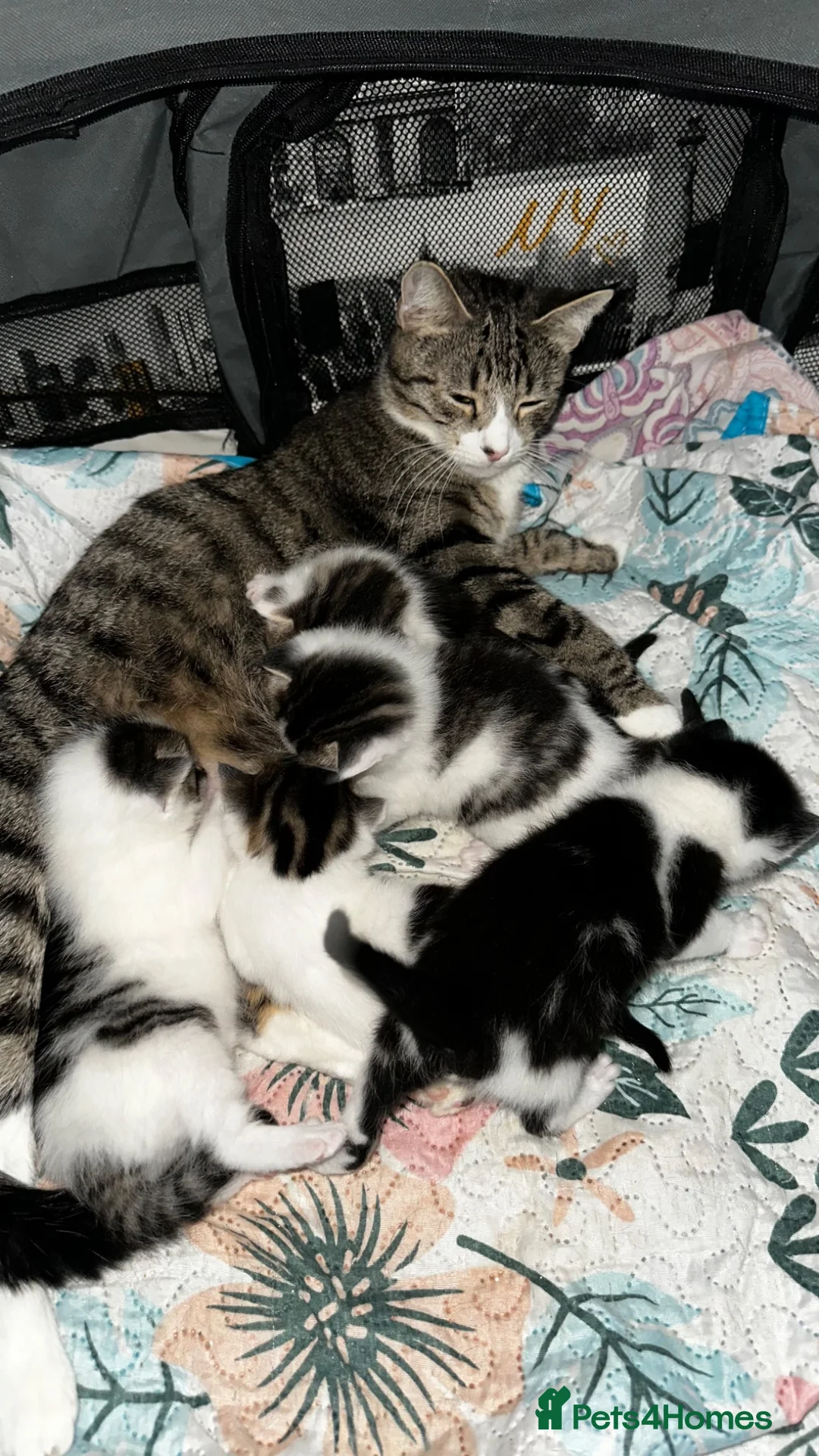 American Shorthair cats for sale: Premium-quality American shorthair 🐾 - Advert 2