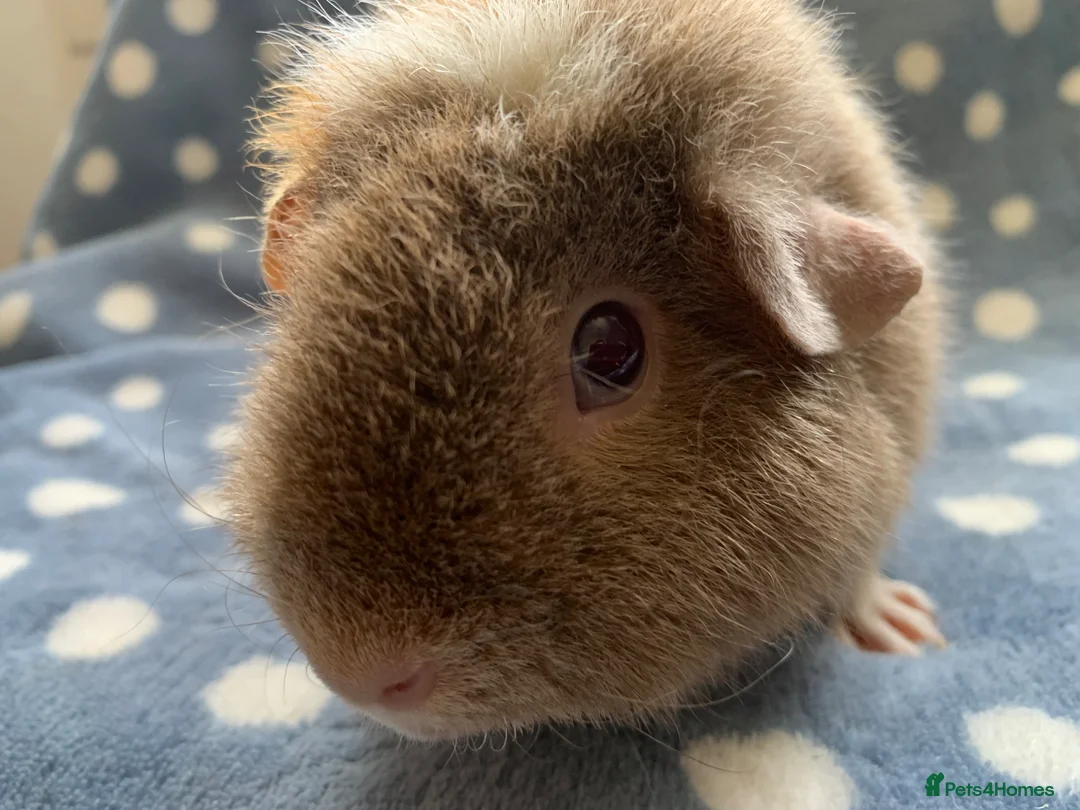 Guinea Pig rodents for sale: Beautiful female teddy available  - Advert 4
