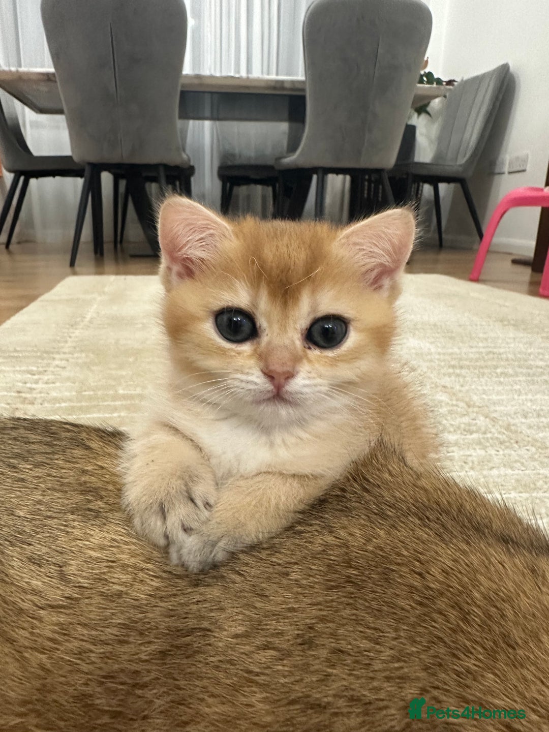 British Shorthair cats for sale: Last British Shorthair Golden kitten GCCF reg - Advert 11