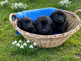Labrador Retriever dogs Beautiful black Labrador puppies - Advert 3