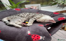 Bengal cats for sale: Bengal kitten for rehoming  - Image 3
