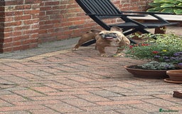 French Bulldog dogs for sale: Frenchbull dog  - Image 3