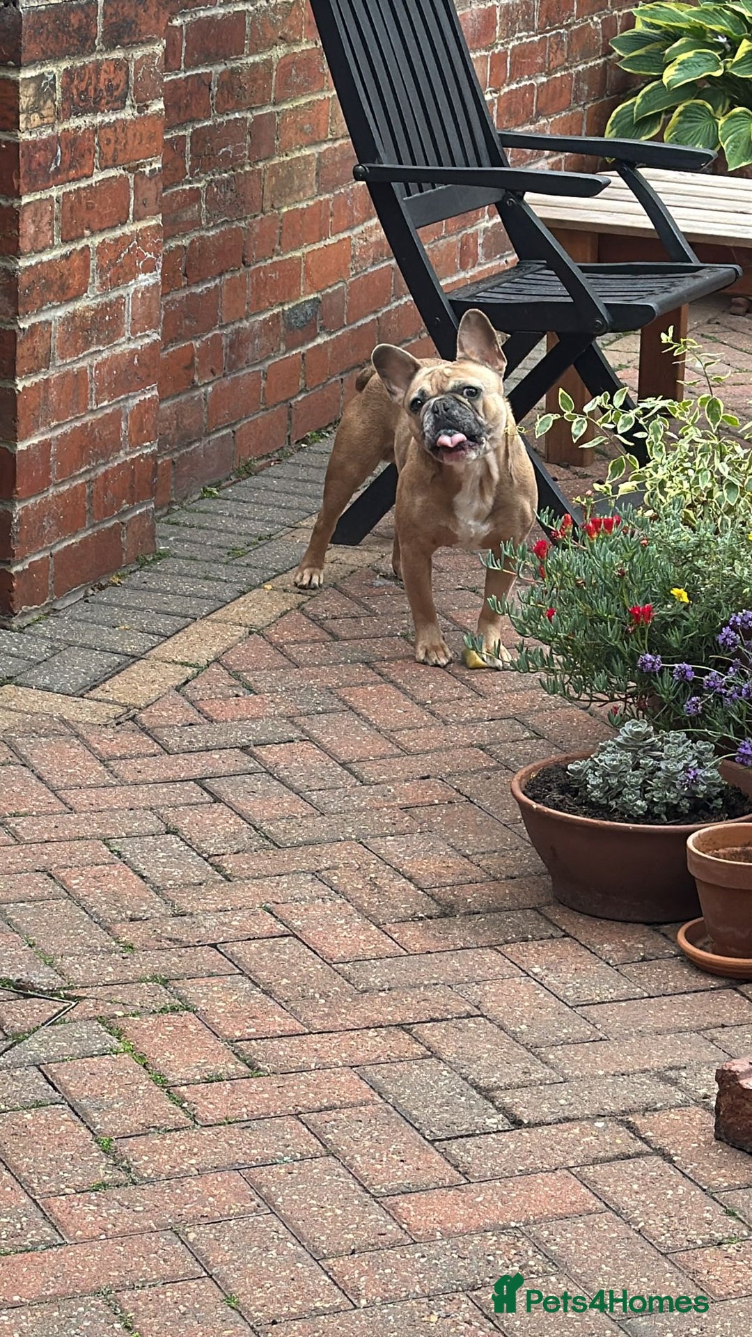 French Bulldog dogs for sale: Frenchbull dog  - Image 3