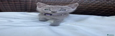Russian Blue Kitten 2