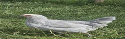 Chickens poultry for sale: Olive eggers & Lavender marans - Advert 3