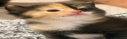 Mixed Breed cats for sale: 3 Beautiful kittens left (read description) 🌟 🐱  - Advert 24