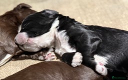 Cockapoo dogs for sale: Miniature f1 Cockapoos puppies - Advert 8