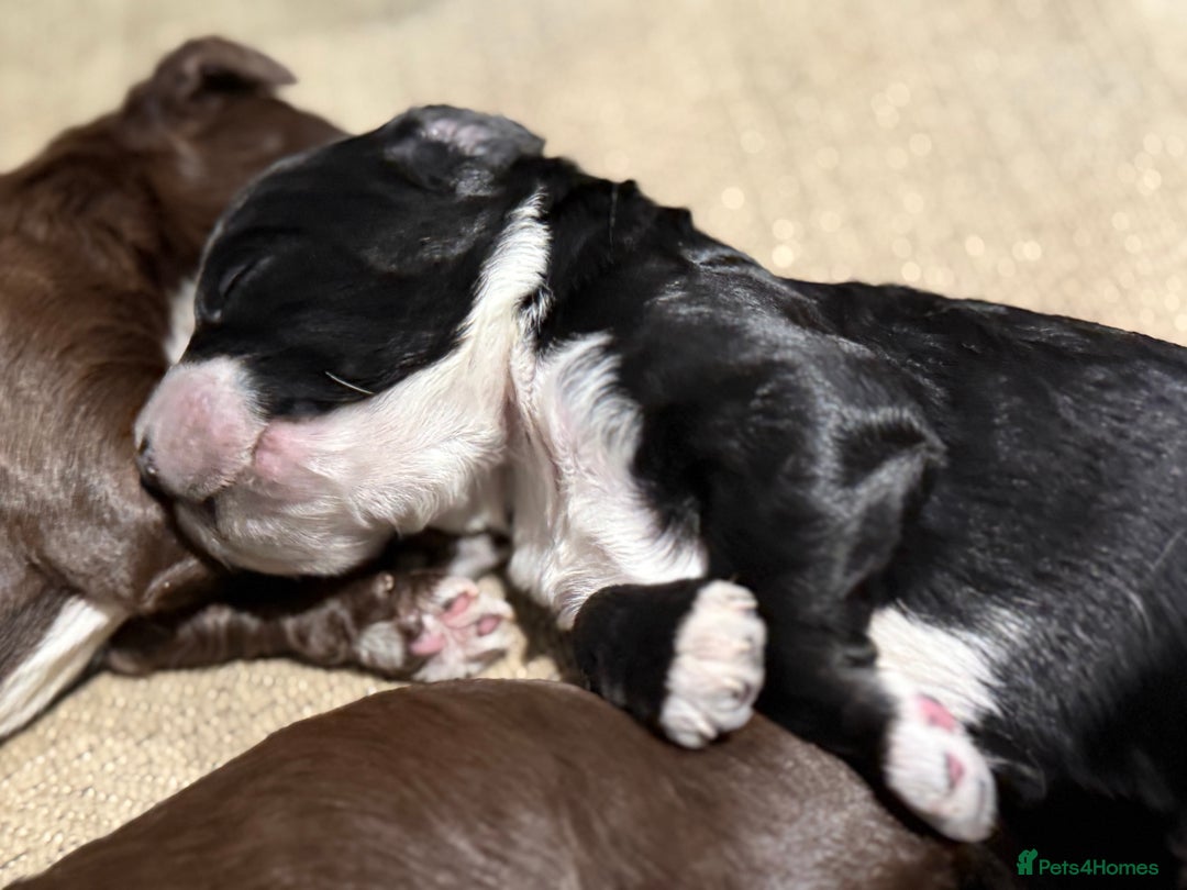 Cockapoo dogs for sale: Miniature f1 Cockapoos puppies - Advert 8