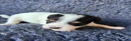 Jack Russell dogs for sale: Stunning rough&smooth coated tri jack Russell pups in Bishop's Stortford - Advert 2