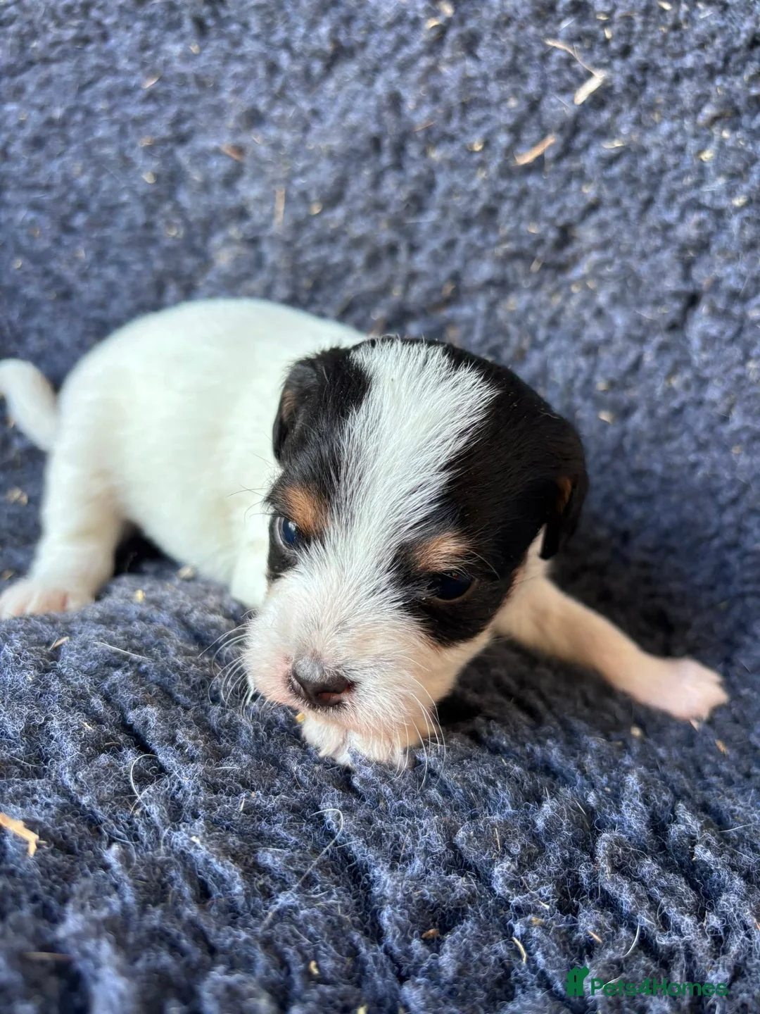 Jack Russell dogs for sale: Stunning rough&smooth coated tri jack Russell pups in Bishop's Stortford - Advert 2