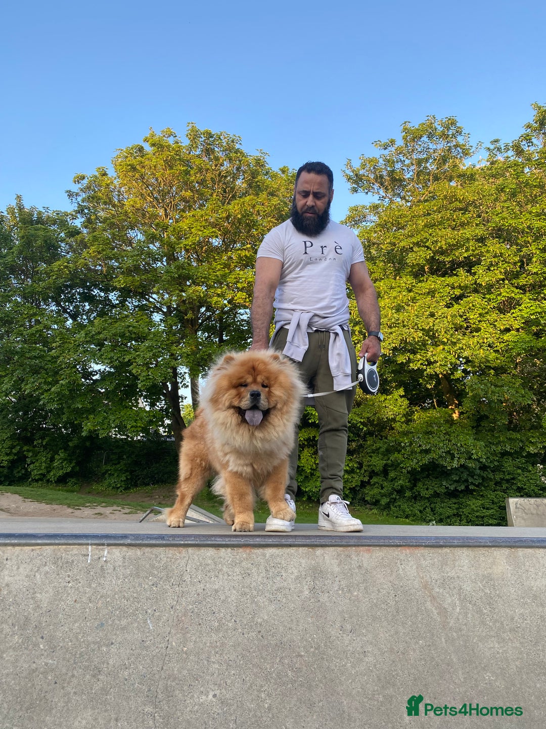 Chow Chow dogs for sale: Chow chow - Advert 24