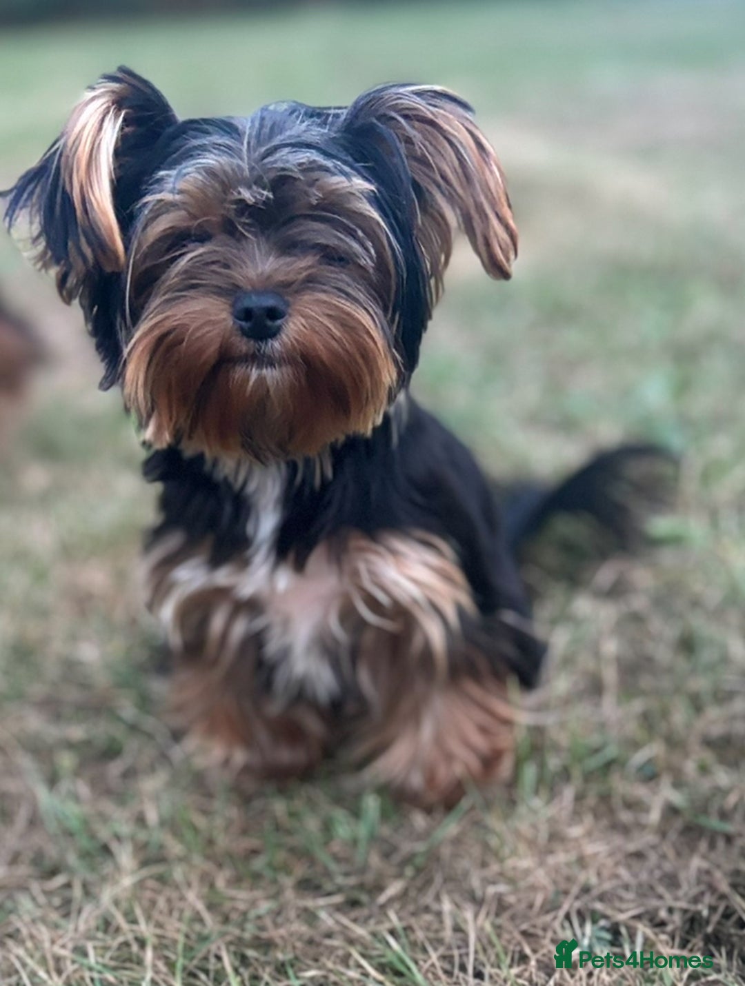 Yorkshire Terrier dogs for sale: Beautiful pure Yorkshire terriers puppy’s  - Advert 6