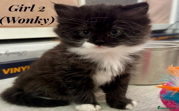 Persian cats - Advert 7