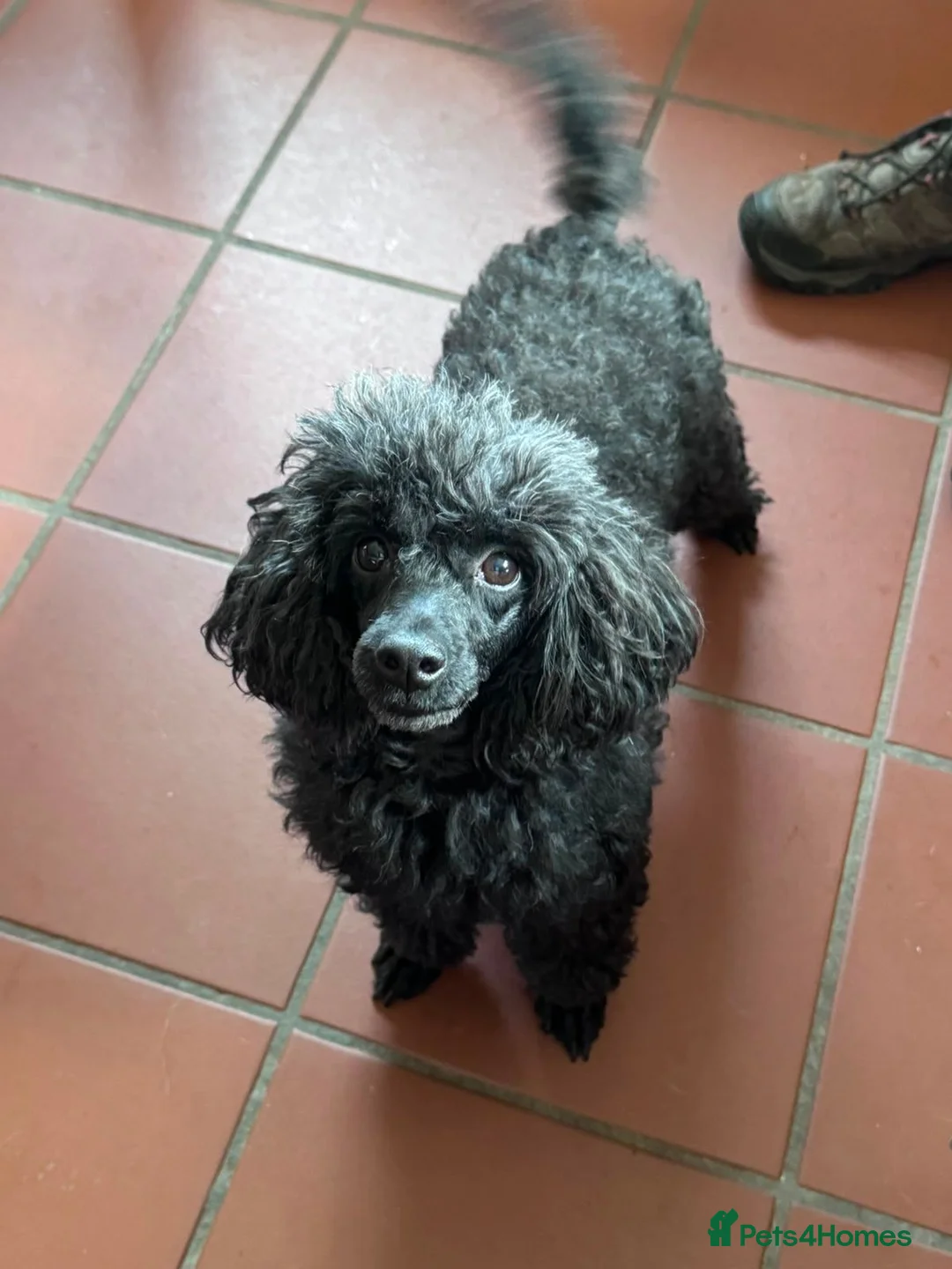 Toy Poodle dogs for sale: Adult spayed Toy Poodle Female  - Advert 3