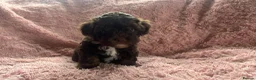Shihpoo dogs for sale: Imperial shihtzu x toy poodle puppies   - Advert 3