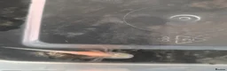 Axolotl reptiles for sale: Axolotl babies - Advert 8