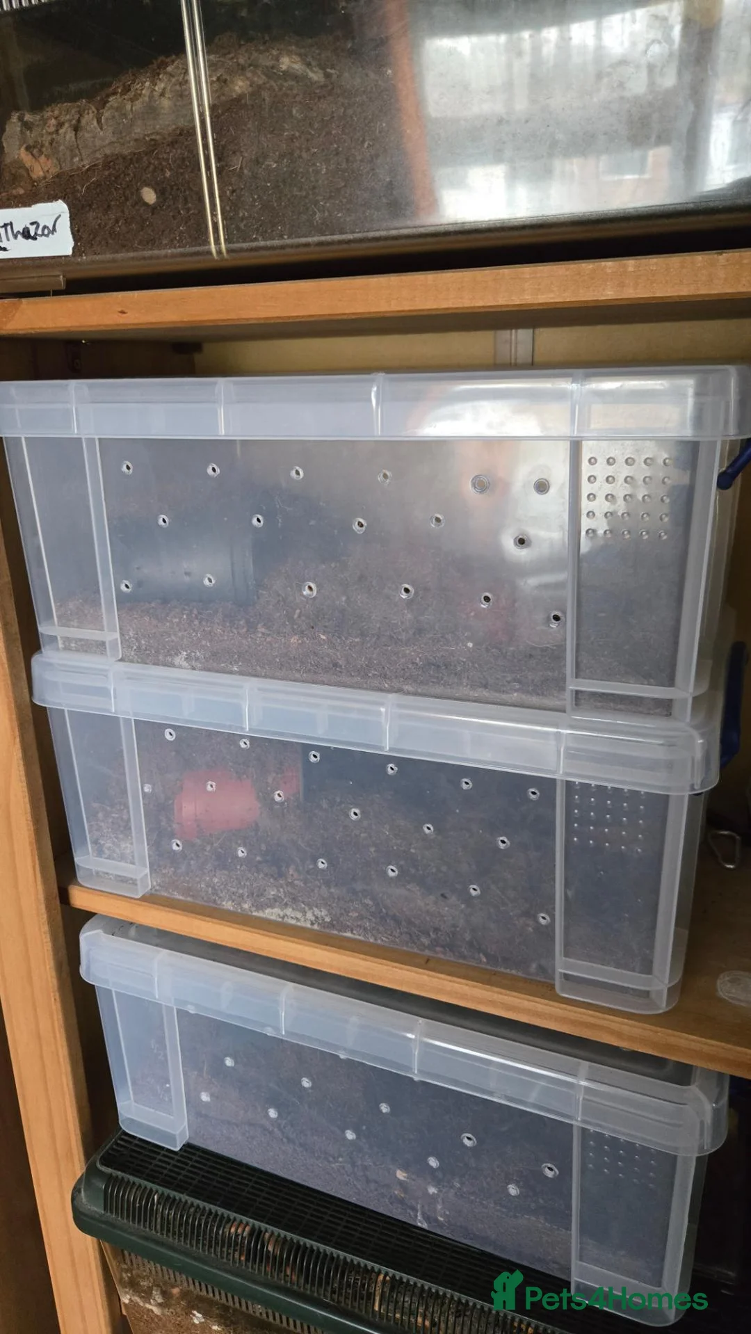 Tarantulas invertebrates for sale: 5 tarantulas, with enclosures see description  in Bristol - Advert 12