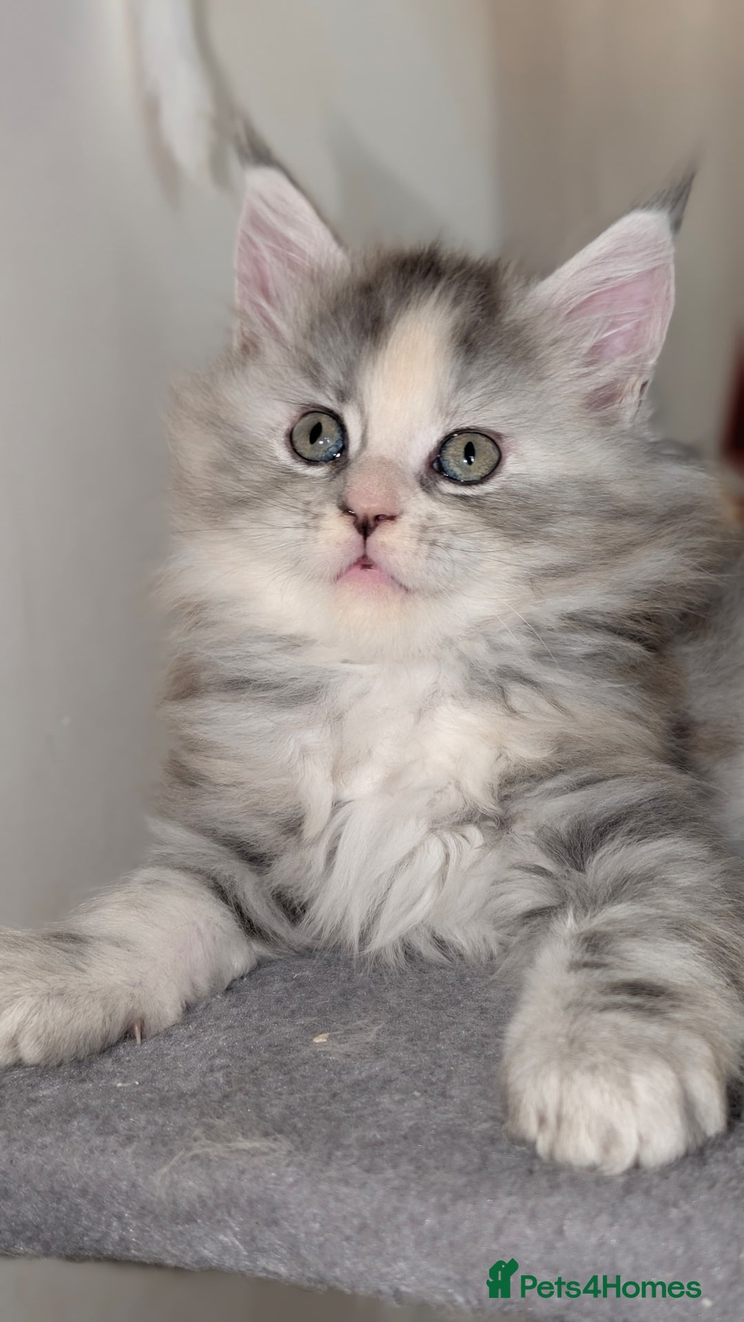 Maine Coon cats for sale: 8 week old mainecoon - Advert 2