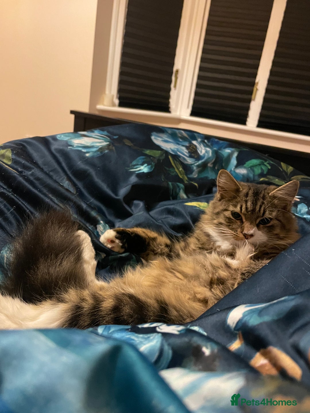 Mixed Breed cats for sale: Gorgeous 7 month old male long haired tabby - Image 3