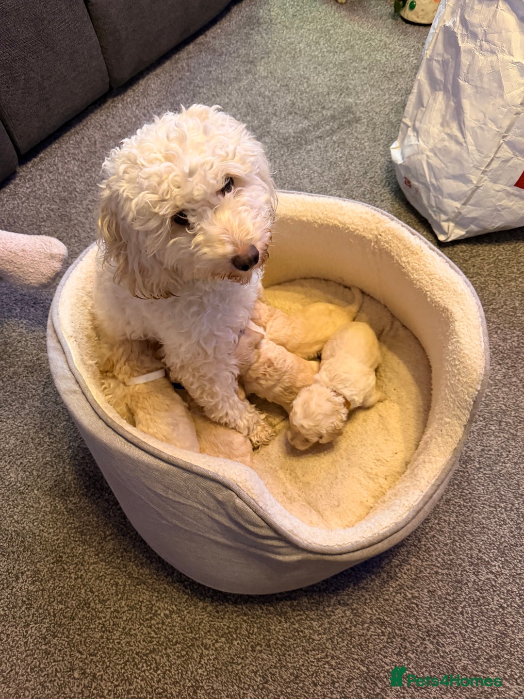 Cockapoo dogs for sale: F2 Toy cockapoo - Advert 21