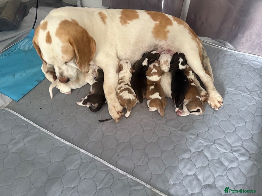 Beagle dogs for sale: Purebred Beagle Puppies - Ready Now! - Image 13