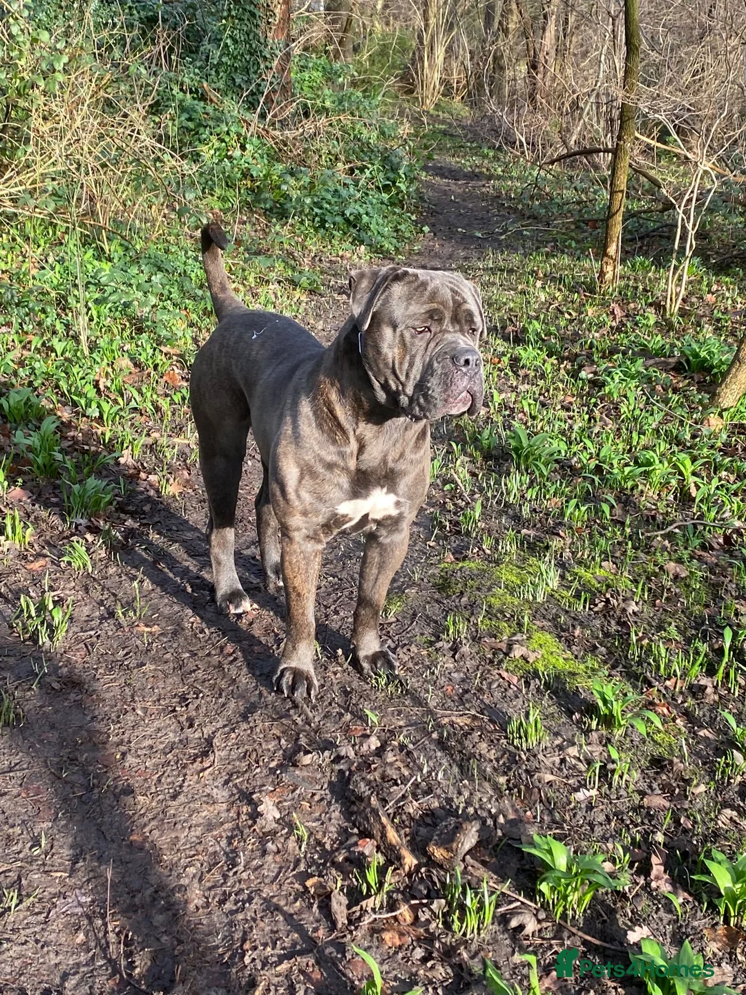 Cane Corso dogs for sale: Trained ZANO Male Cane Corso 2 Yrs  - Advert 1