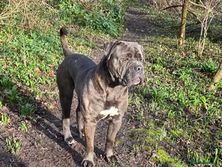 Cane Corso dogs Trained ZANO Male Cane Corso 2 Yrs - Advert 5