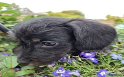 Mixed Breed dogs for sale: Daxiepoo puppies -miniature dachshund x toy poodle - Image 6