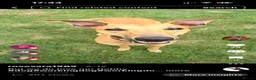 Lurcher dogs for stud: Grey hound /  cross whippet  - Advert 5
