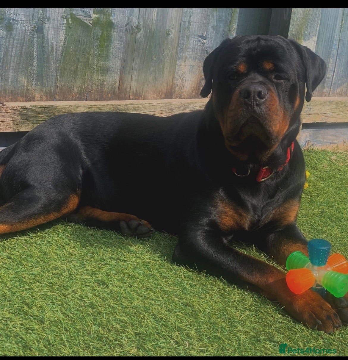 Rottweiler dogs Sonni Jim MALE - Advert 10