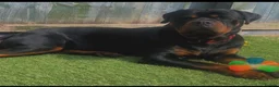 Rottweiler dogs for sale: Sonni Jim MALE in Skelmersdale - Advert 1