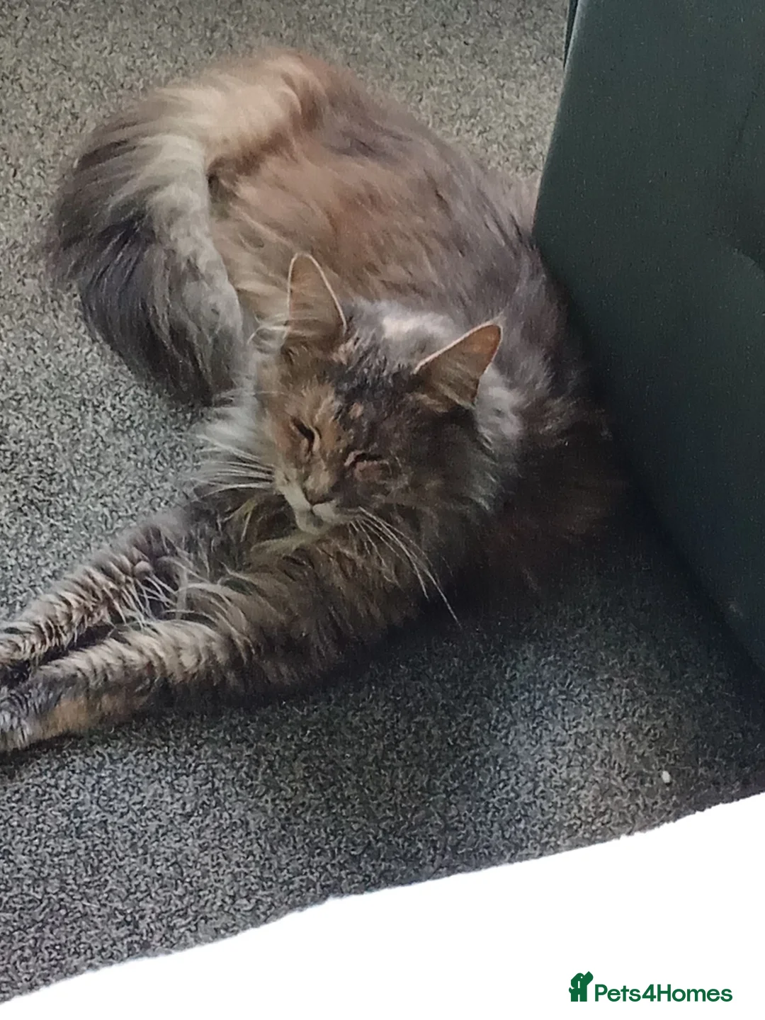Maine Coon cats for sale: 2 year old female Maine coon  in Stockport - Advert 2