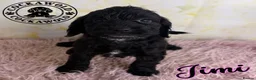 Cockapoo dogs for sale: 💖 EXCEPTIONAL F1 COCKAPOO PUPPIES 💖 - Advert 22