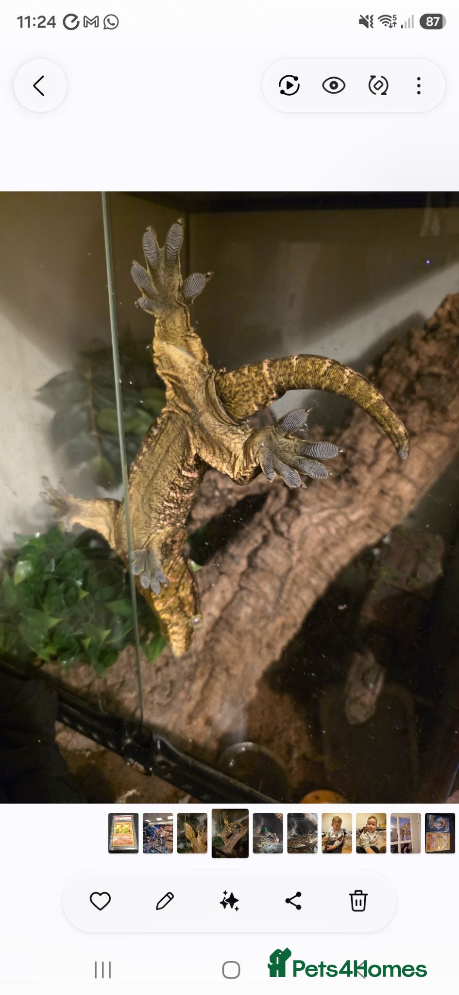 Gecko reptiles Leachianus Gecko for sale  - Advert 2