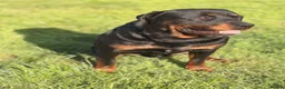 Rottweiler dogs for stud: Rottweiler stud - Advert 2