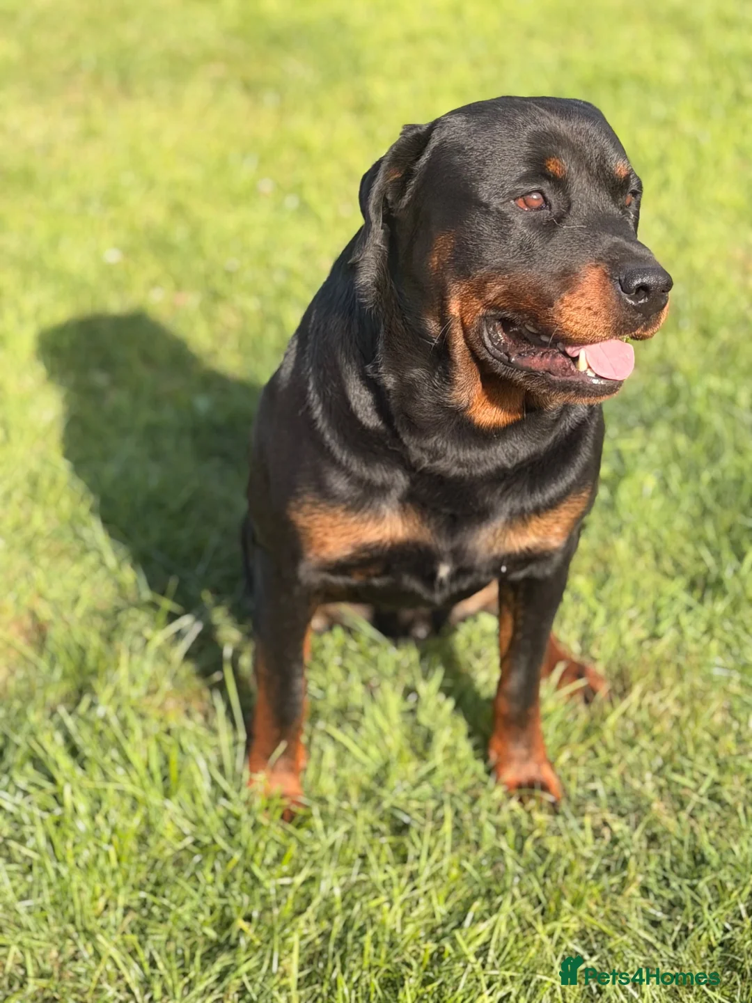 Rottweiler dogs for stud: Rottweiler stud - Advert 2