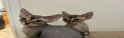 Devon Rex cats for sale: Two Devon Rex boys - Advert 8