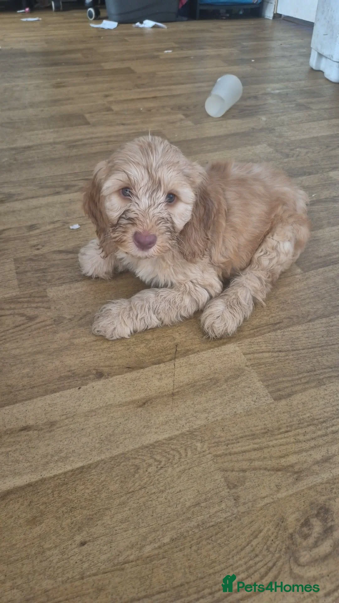 Cockapoo dogs for sale: 8 week old cockapoo  - Advert 3