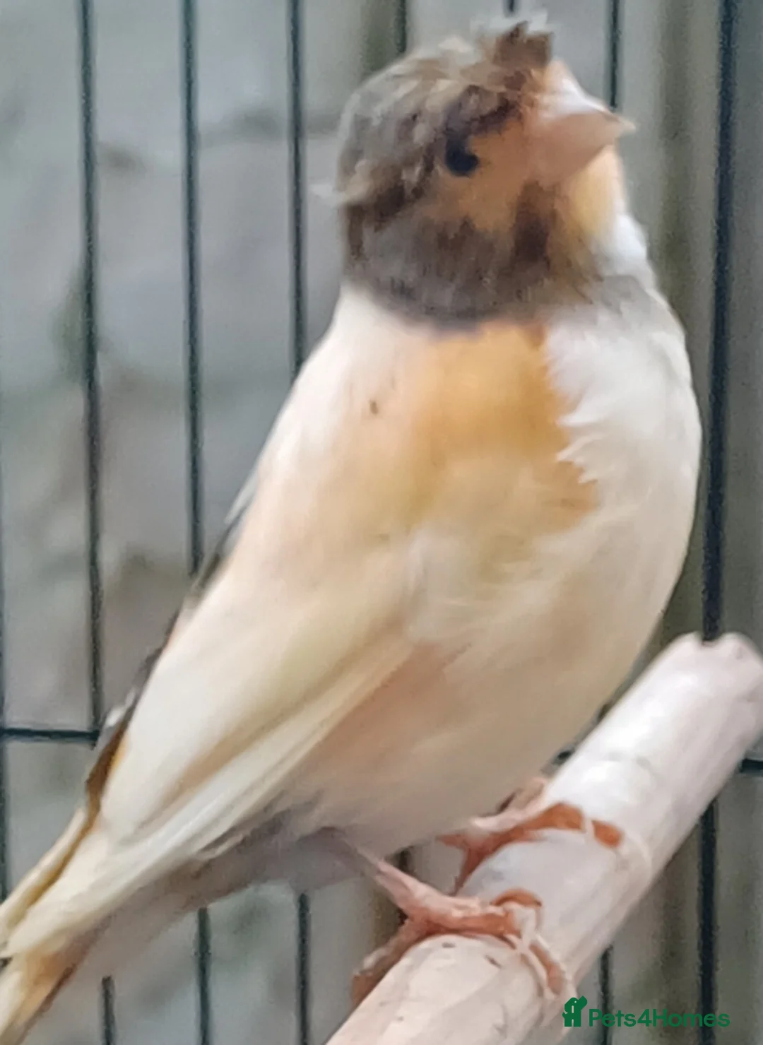 Canaries birds for sale: HARLEQUIN RED FACTOR PORTUGUESE CREASTED  - Advert 27