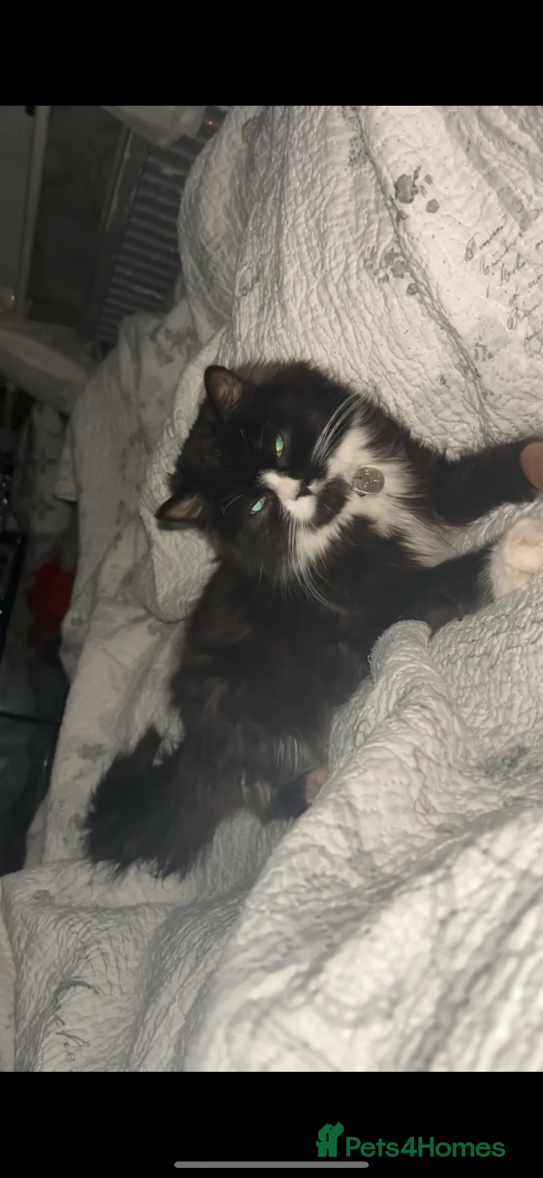 Mixed Breed cats for sale: 3 cats looking for new home  - Advert 3