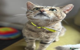 Mixed Breed cats for sale: Beautiful kittens  - Image 5