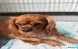 Cavalier King Charles Spaniel dogs for stud: Ruby Cavalier King Charles Spaniel for Stud - Image 3