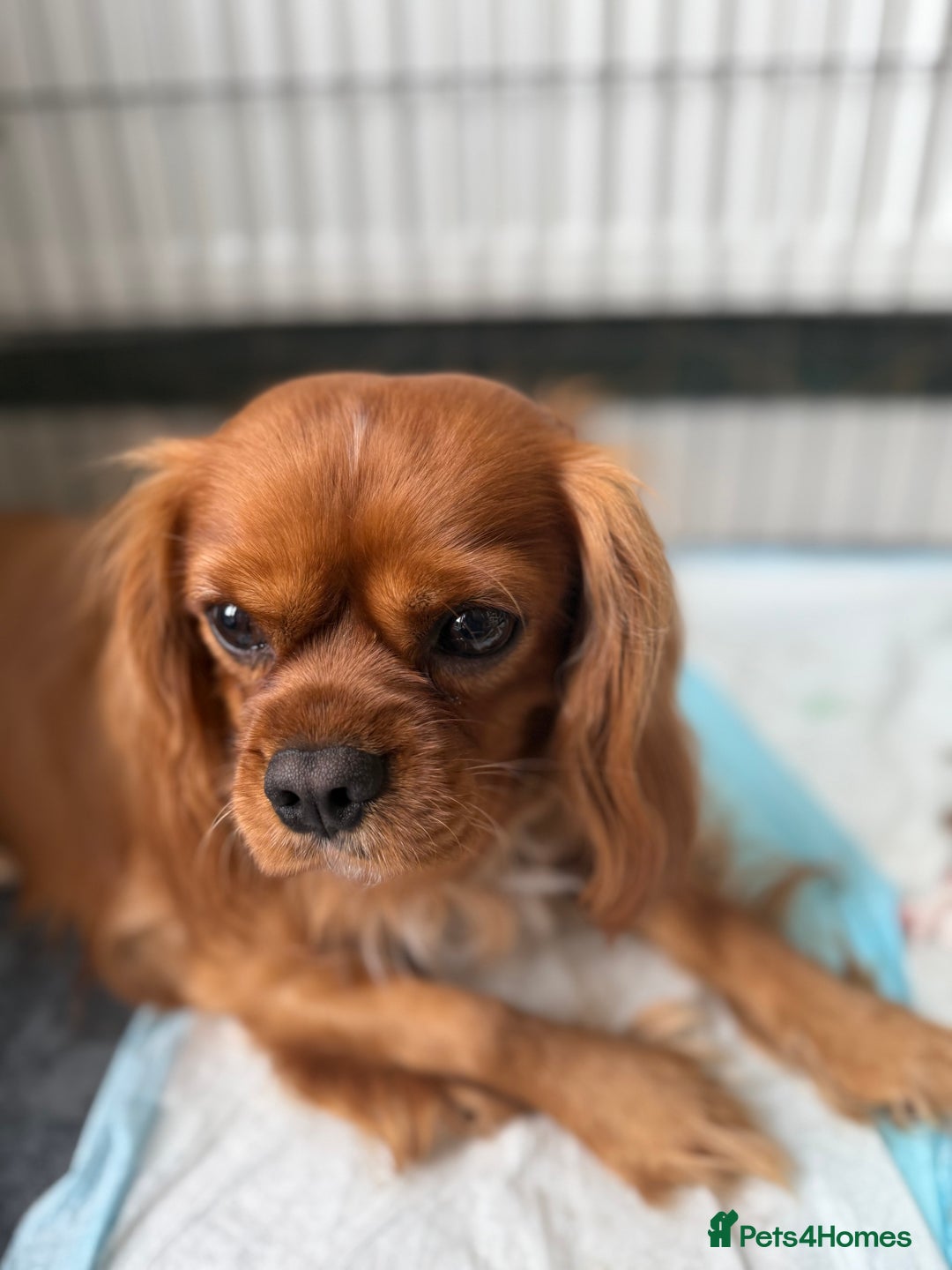 Cavalier King Charles Spaniel dogs for stud: Ruby Cavalier King Charles Spaniel for Stud - Image 3
