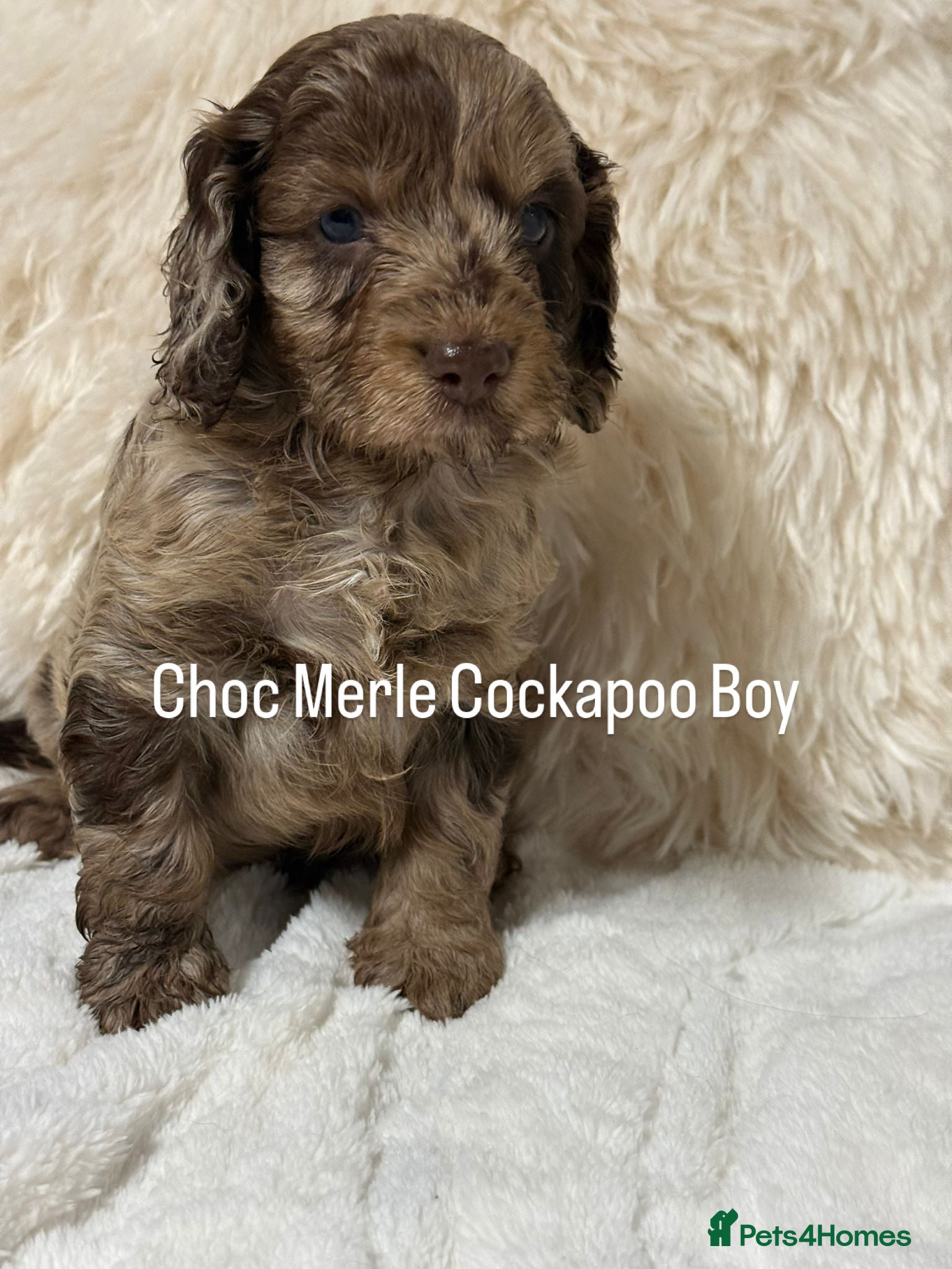 Cockapoo dogs F1 Show Cocker Cockapoo Choc Drops  - Advert 3