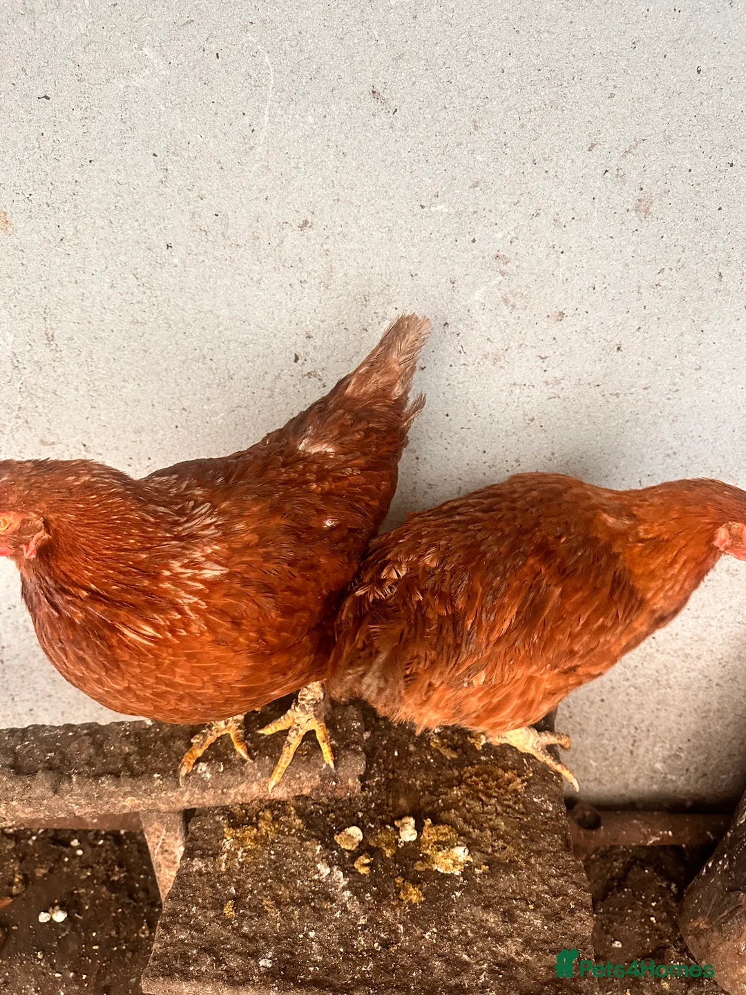 Chickens poultry for sale: 🐔 Two Healthy Hens for Sale 🐔 - Advert 4