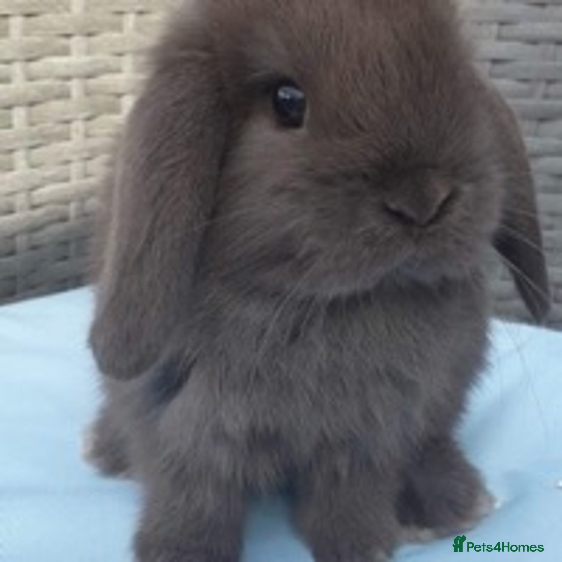 Rabbits for sale | Pets4Homes