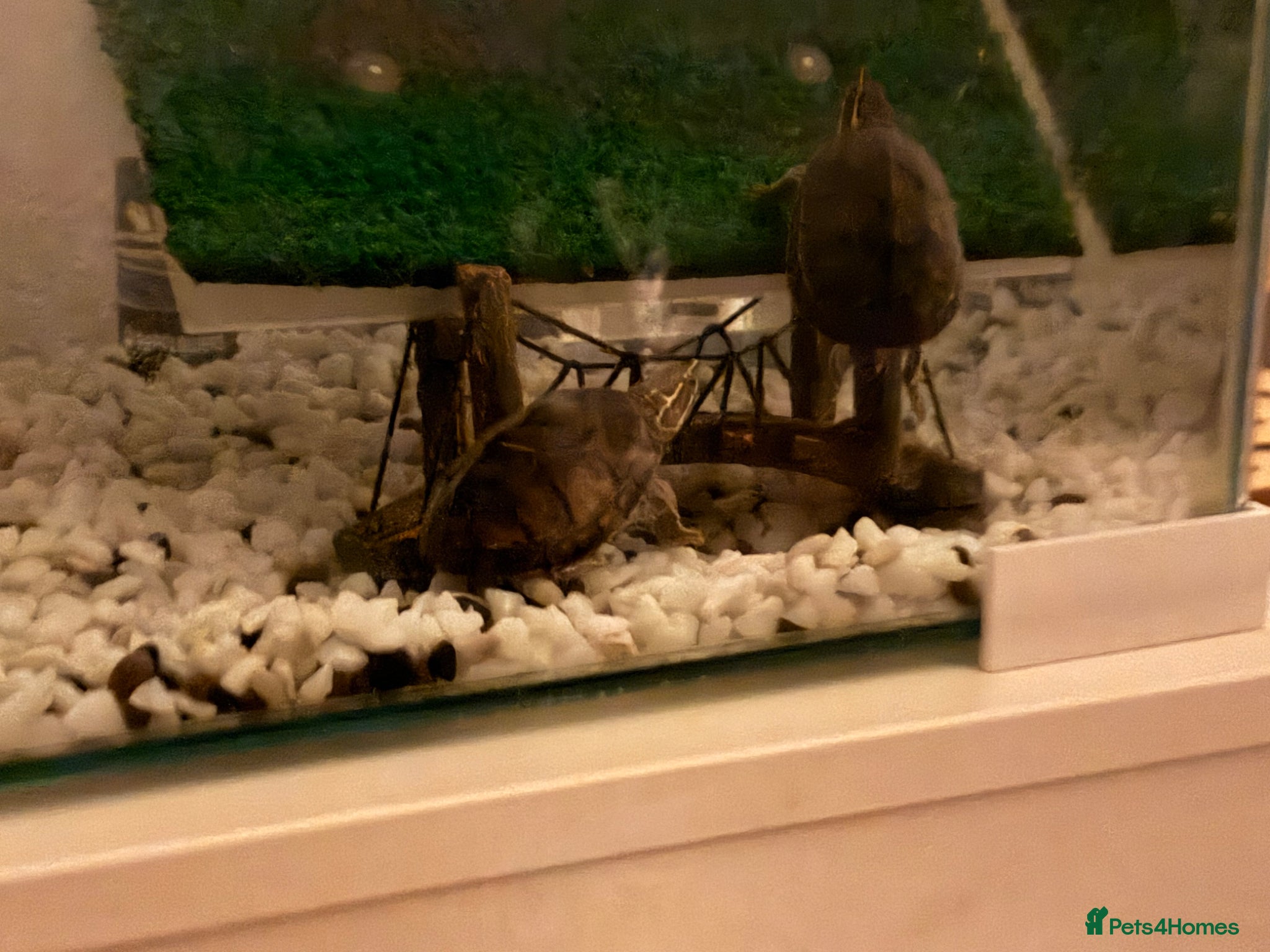 Turtle reptiles Two musk turtles for sale with set up  - Advert 9